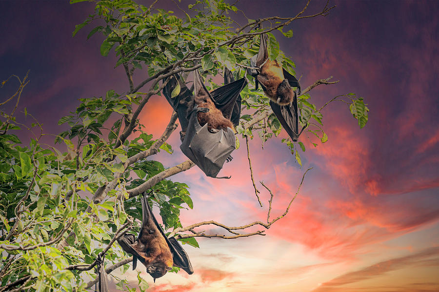 Bats on a tree Photograph by Pravine Chester