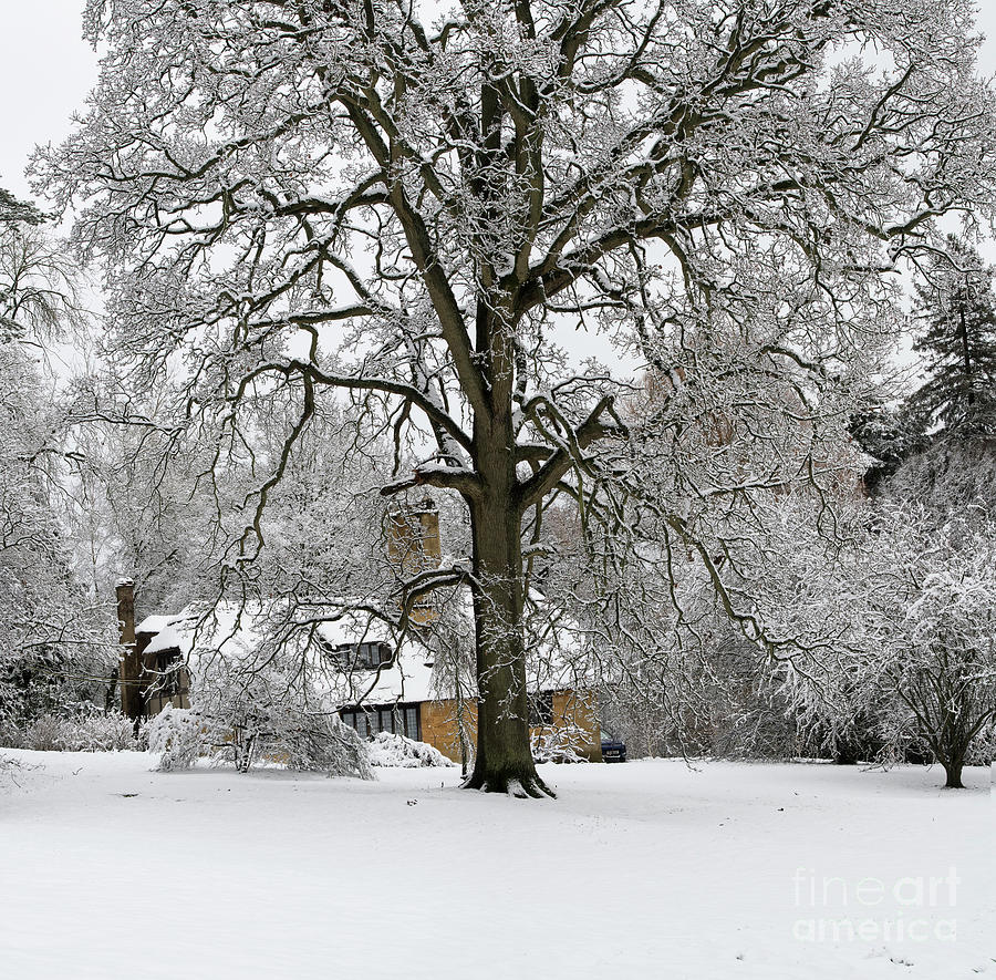 Batsford Arboretum Oak Tree in the Snow Photograph by Tim Gainey