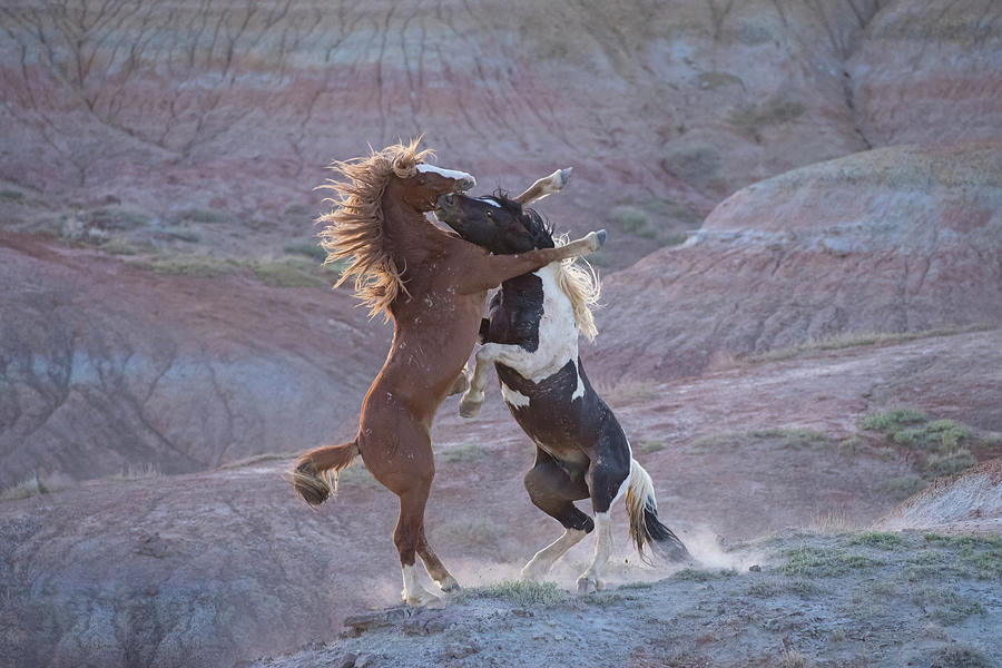 Battle at Red Rock Photograph by Sandy Sisti