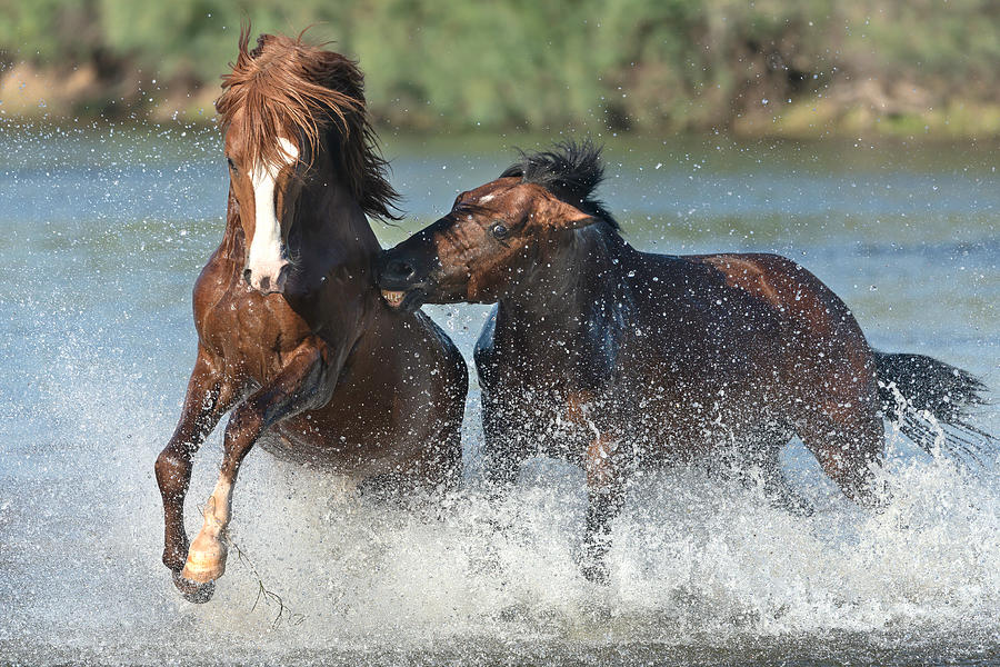 Battle for a Mare. Photograph by Paul Martin
