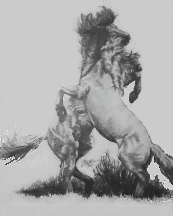 Battle for Mating Rights Drawing by Barbara Keith