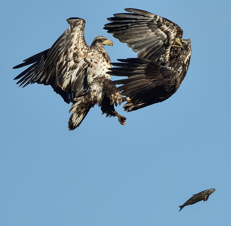 Battle of Eagles Photograph by Jeffrey PERKINS