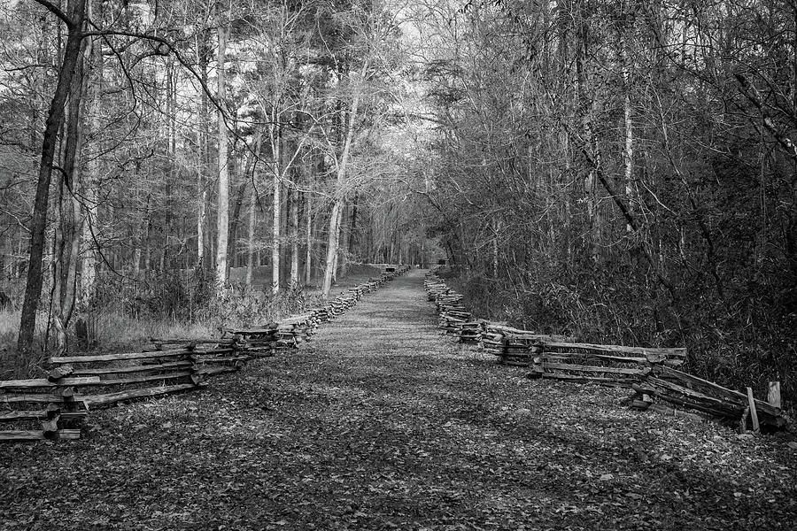 Pathway to Battlefield at Battle of Rivers Bridge Photograph by Cindy Robinson