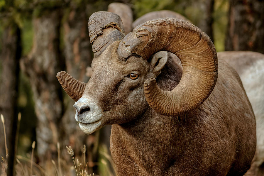 Battle Ram Photograph by James Anderson | Fine Art America