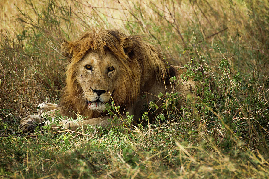 Battle Worn Lion Photograph By Justine Macarthur - Fine Art America