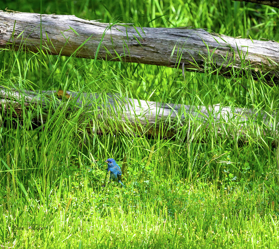 Battlefield blue bird Photograph by Dave Melear