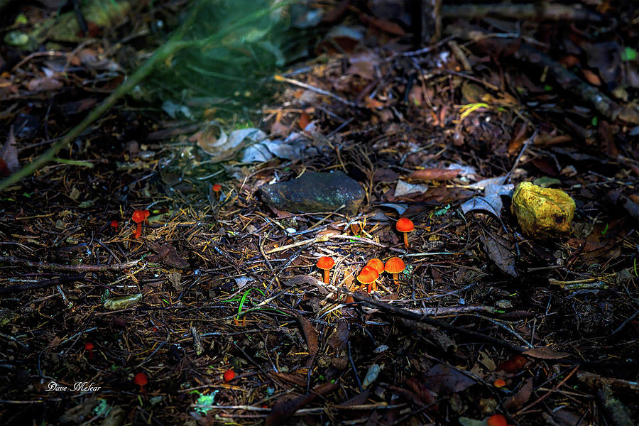 Battlefield Mushrooms Photograph by Dave Melear