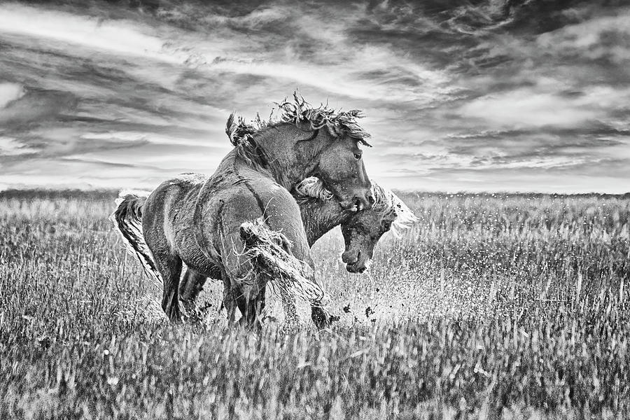 Battling Mustangs Revisited - North Carolina Photograph by Bob Decker