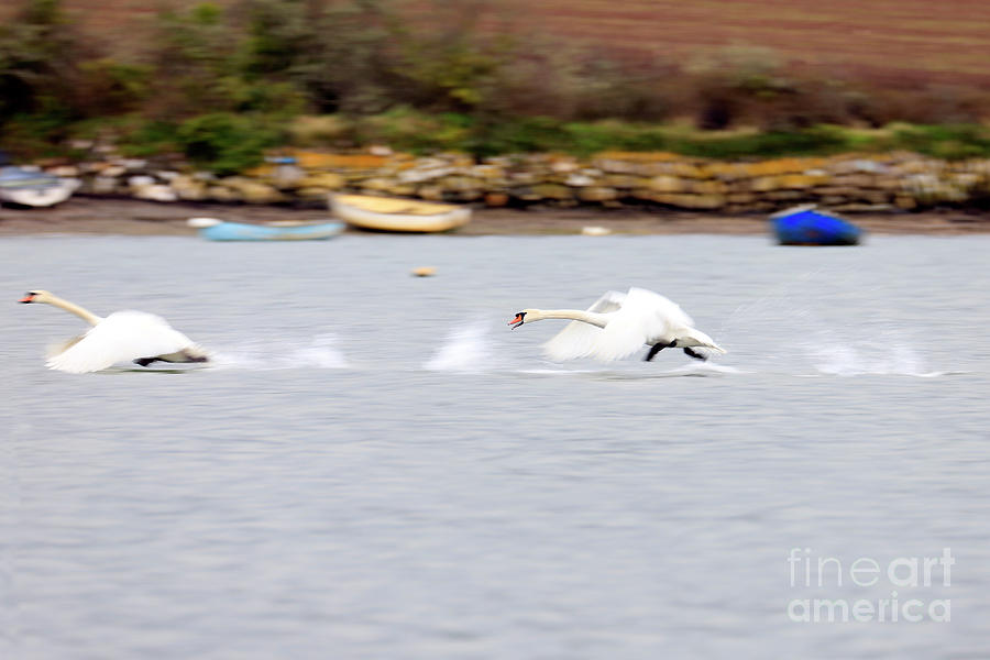 Battling Swans Photograph
