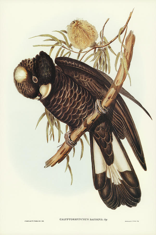 John Gould Drawing - Baudins Cockatoo, Calyptorhynchus Baudinii by John Gould