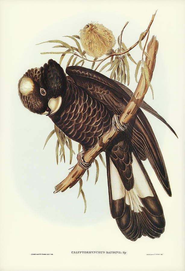Baudins Cockatoo Mixed Media by World Art Collective