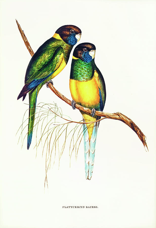 Nature Drawing - Bauers Parakeet by Elizabeth Gould
