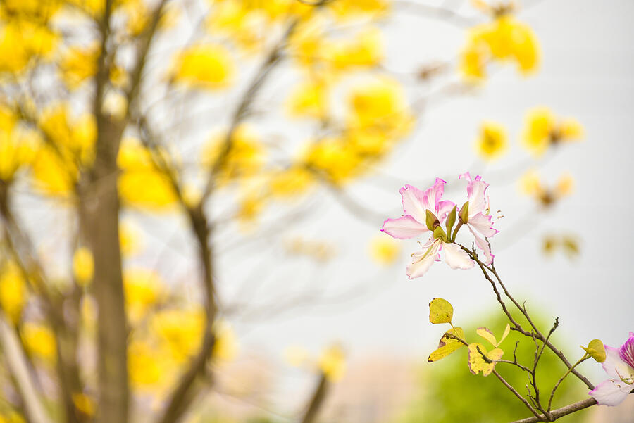 Bauhinia flowers and golden trumpet tree flowers( Tabebuia chrysantha, Handroanthus chrysanthus, Golden Tree, Yellow Pui )  blooming in the park. Photograph by Yurou Guan