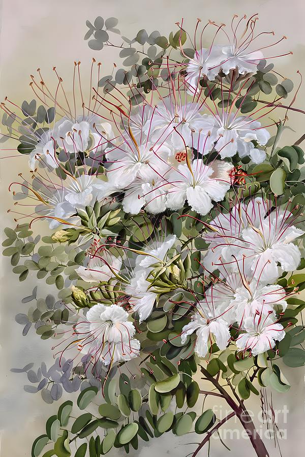 Bauhinia Hookeri Family Fabaceae Painting