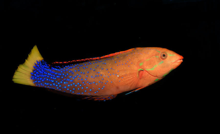 Bautiful Reef Fish Photograph by Jeby69