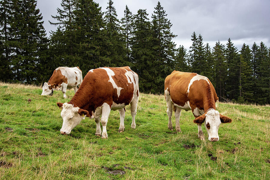 Bavarian Cattle Photograph by Robert VanDerWal - Fine Art America