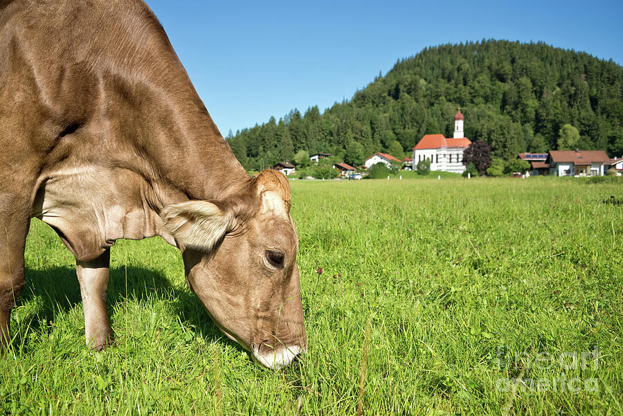 Cow grazing, Bavarian landscape Photograph by Delphimages Photo Creations