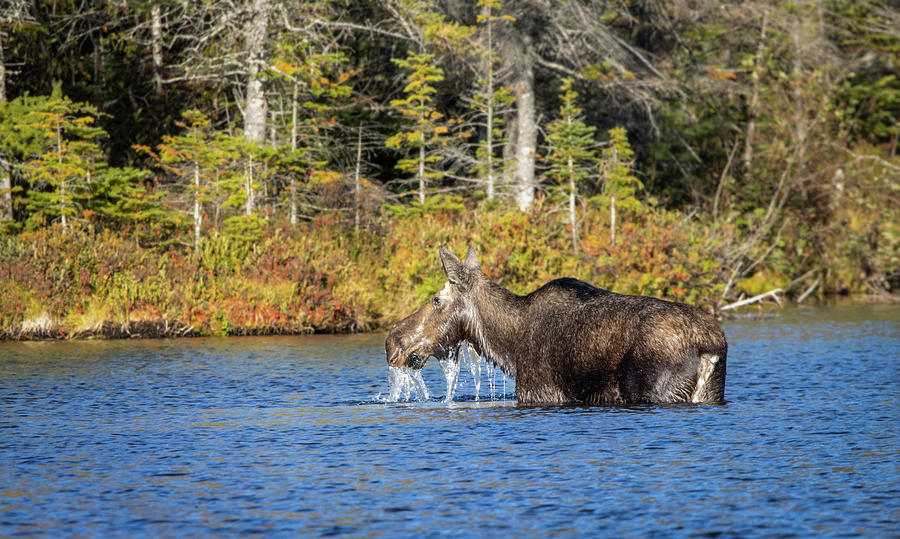 Baxter State Park Moose In Water Photograph by Dan Sproul