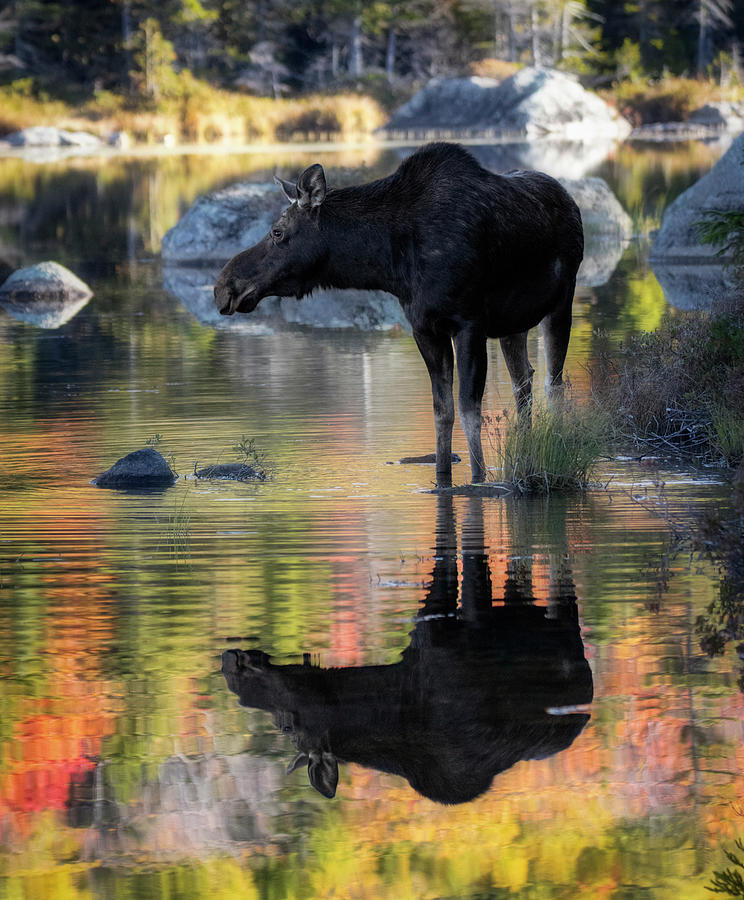 Baxter State Park Moose Reflection In Autumn Photograph by Dan Sproul