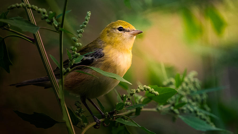 Bay-breasted Warbler in Fall Photograph by Alex Korndorf | Fine Art America