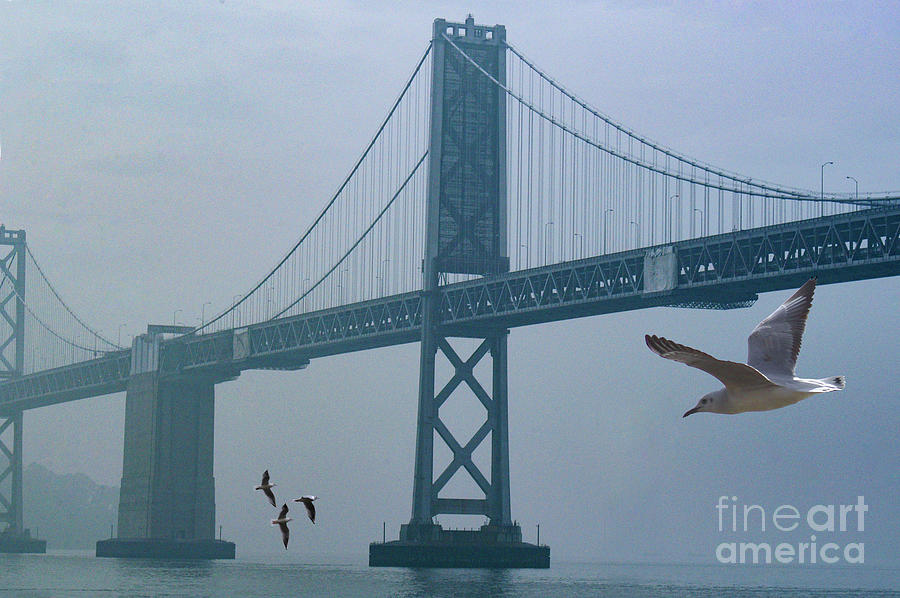 Bay Bridge in San Francisco with Seagull flying underneath.   Photograph by Gunther Allen