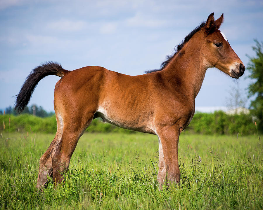 Bay Filly Photograph by Joe Barrios | Fine Art America