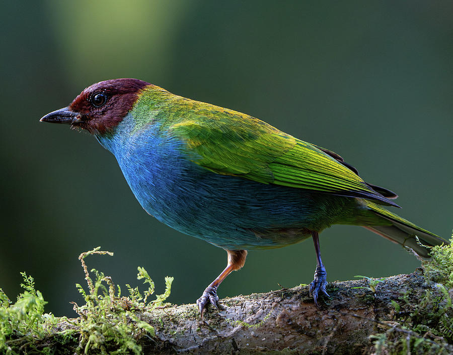 Bay-headed Tanager 2 Photograph by Mary Catherine Miguez