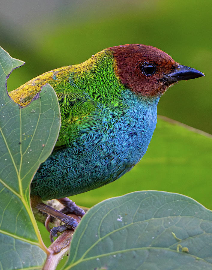 Bay-headed Tanager Photograph by Mary Catherine Miguez