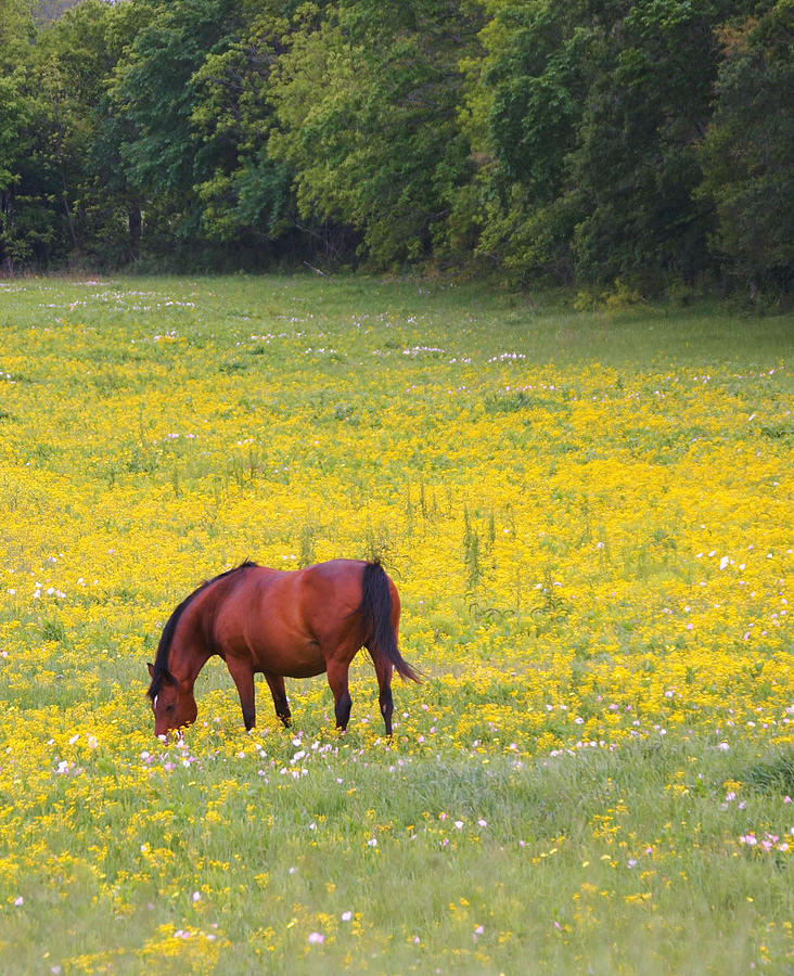 Bay Horse Grazing in Wild Flower Pasture Photograph by Gaby Ethington ...