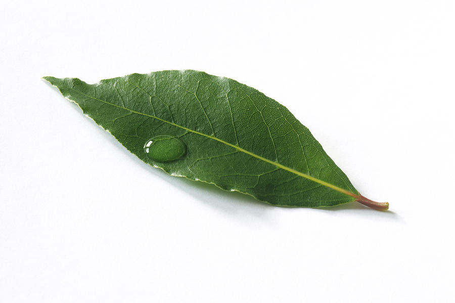 Bay leaf on white background Photograph by Rosemary Calvert