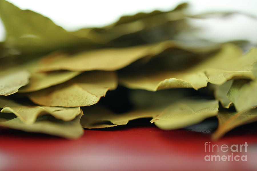Tree Photograph - Bay Leaves cooking herbs and spices macro closeup, selective focus. by Milleflore Images