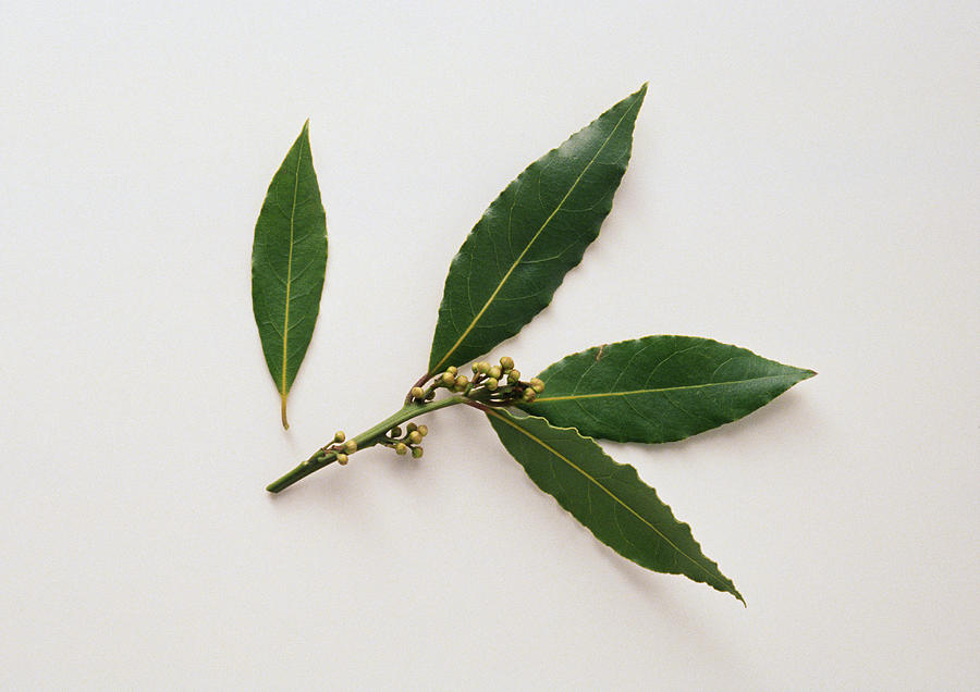 Bay leaves, white background Photograph by Isabelle Rozenbaum & Frederic Cirou