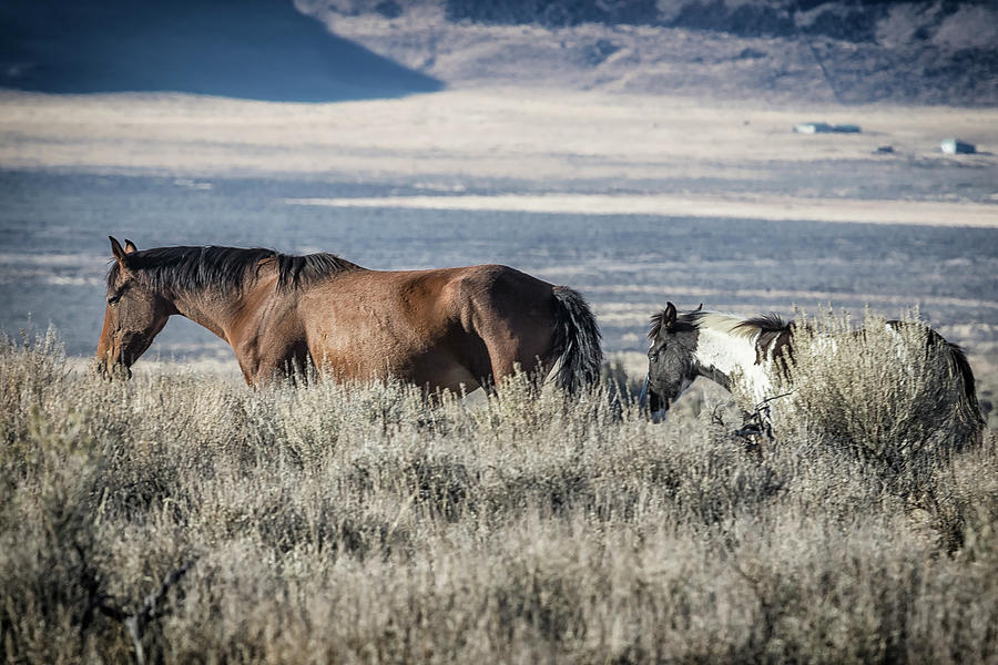 Bay Mare and Foal of the South Steens Herd Photograph by Belinda Greb
