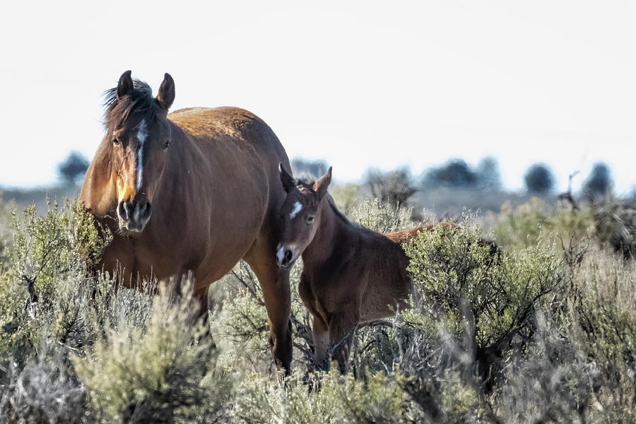 Bay Mare and Her Foal, No. 1, Palomino Butte Herd April 2020 Photograph by Belinda Greb