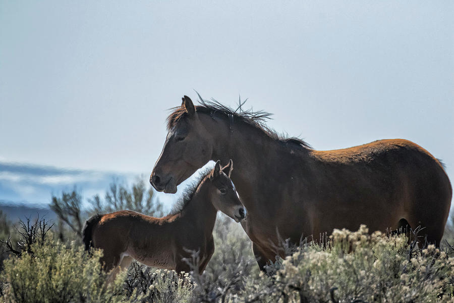 Bay Mare and Her Foal, No. 2, Palomino Butte Herd April 2020 Photograph by Belinda Greb
