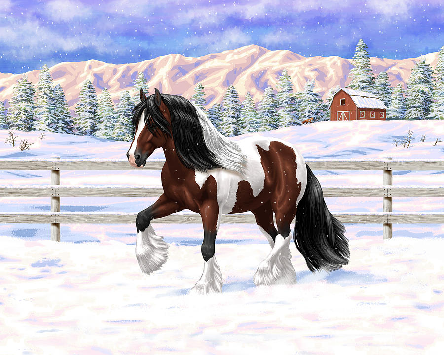 Bay Pinto Gypsy Vanner In Snow Painting by Crista Forest