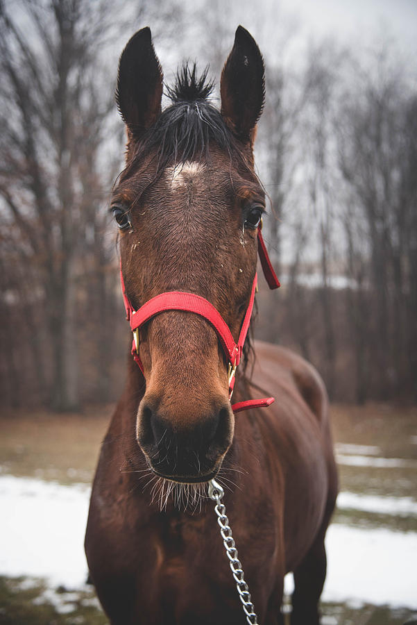 Bay Saddlebred Horse Photograph by Krystal Ritenour - Fine Art America