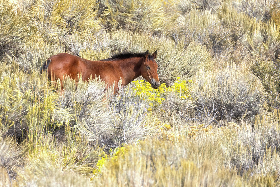 Bay South Steens Foal Among the Sage Photograph by Belinda Greb