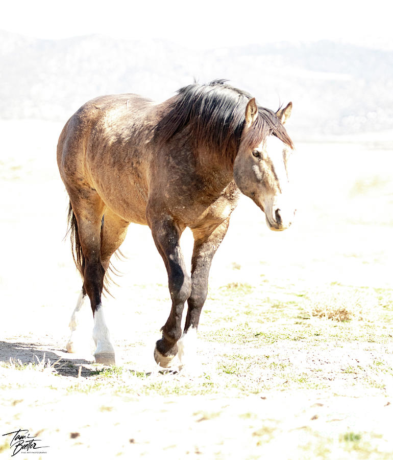 Bay Stallion of Onaqui Photograph by Tami Boelter
