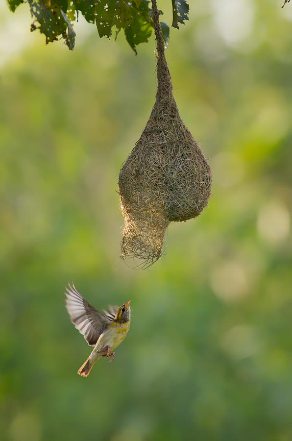 Baya weaver bird entering nest Photograph by Thilanka Perera