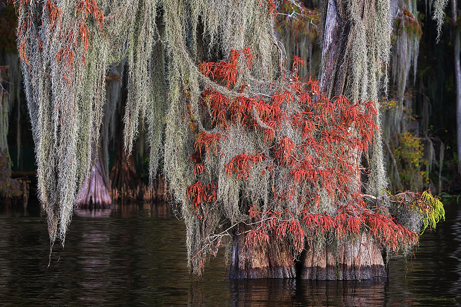 Bayou Autumn Tapestry  Photograph by Andy Crawford