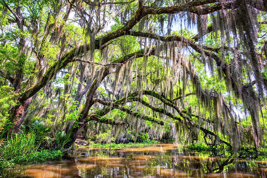 Bayou Cathedral Photograph by Andy Crawford