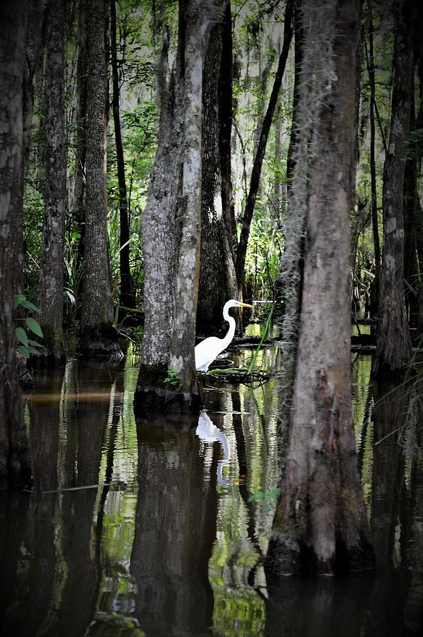 Bayou Crane Photograph by MICHELLE Moss - Fine Art America