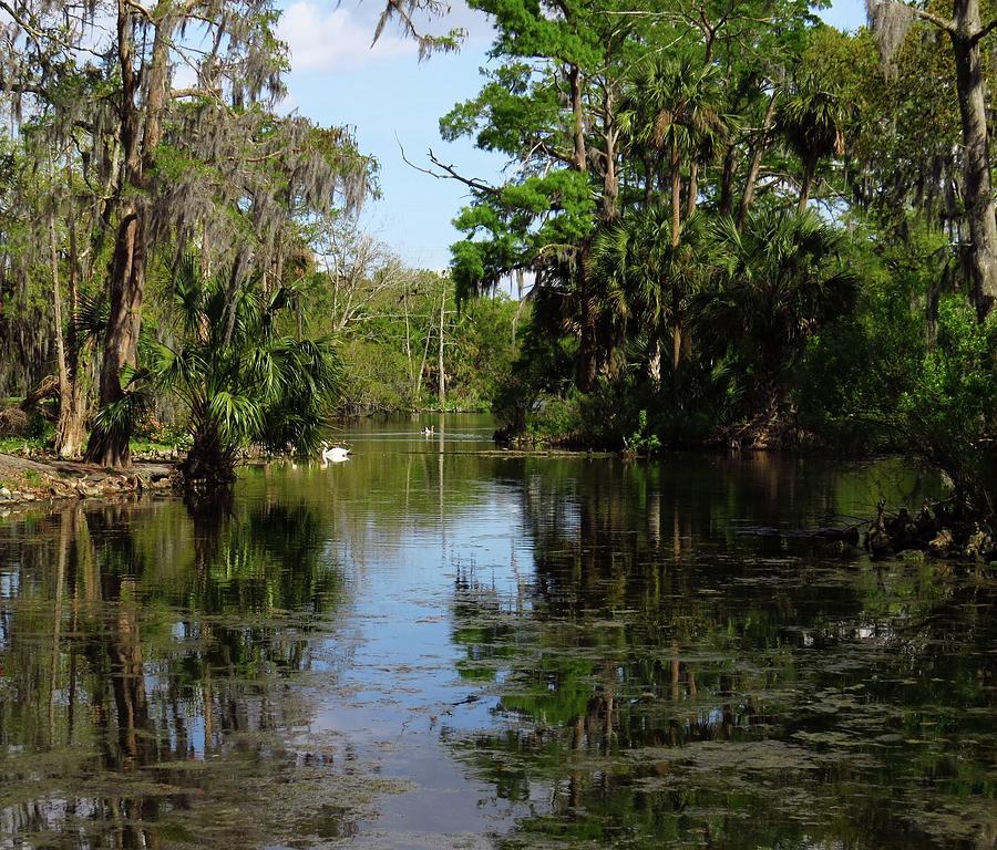 Bayou Life Photograph by Larry Gibson | Fine Art America