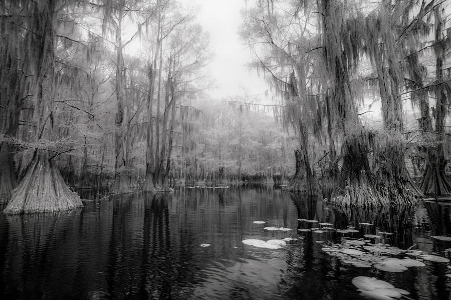 Bayou Mystique I Photograph by Alan Radecki - Fine Art America