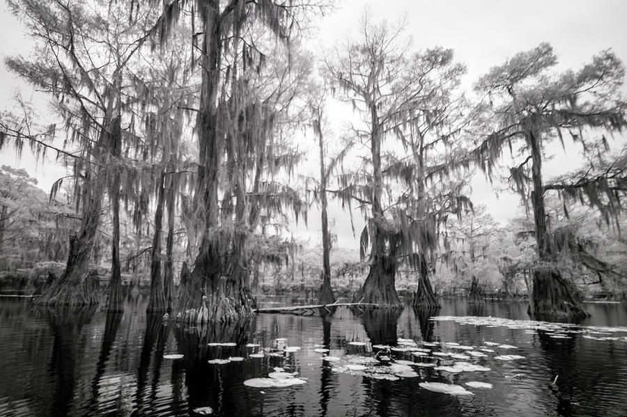 Bayou Mystique II Photograph by Alan Radecki | Pixels