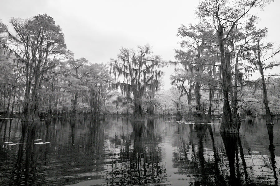 Bayou Mystique III Photograph by Alan Radecki - Fine Art America