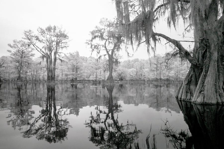 Bayou Mystique IV Photograph by Alan Radecki - Fine Art America