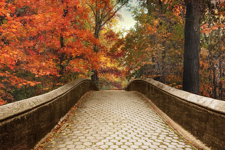 Autumn Woodland Overpass Photograph by Jessica Jenney