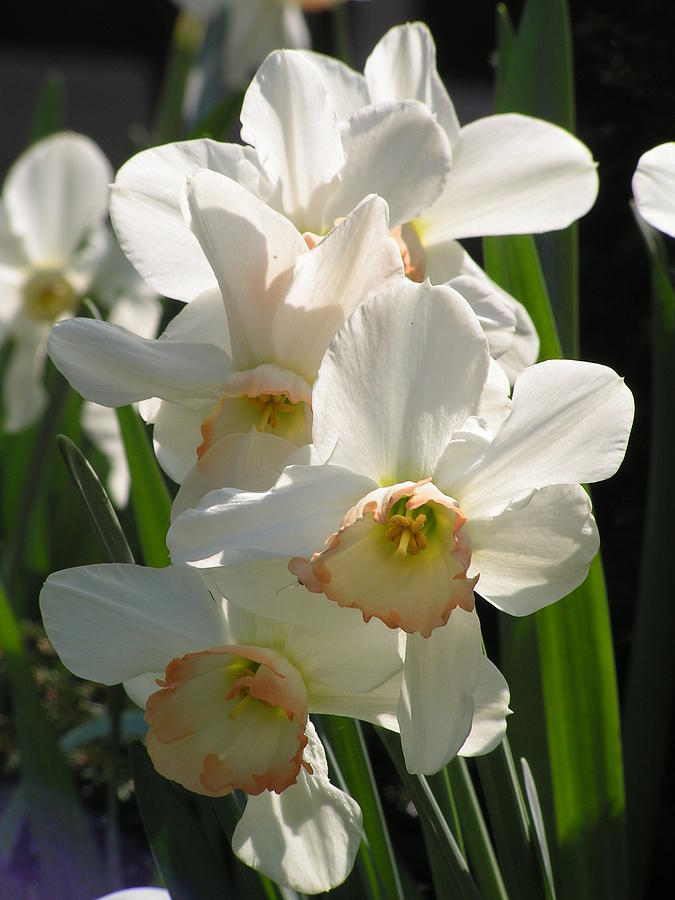 BC Narcissus Photograph by Annika Farmer